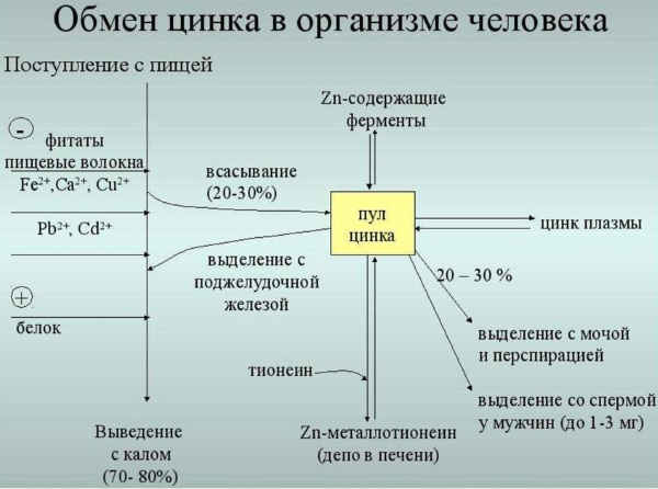 Норма цинка в день для женщин в мг после 30-40-45-60 лет