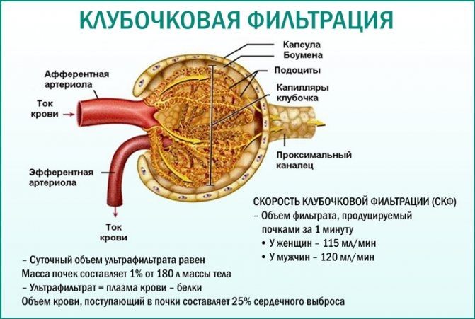 СКФ норма у женщин, мужчин, детей по возрасту. Таблица