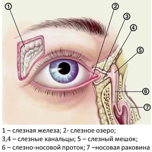 Слезотечение из глаз. Причины и лечение, капли для пожилых, детей