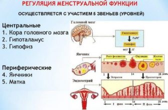 Колебания гормонального фона месячный цикл