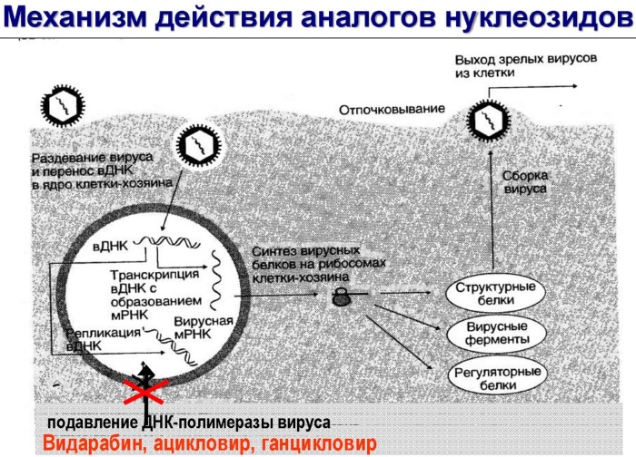 Virgan (Вирган) гель для глаз. Инструкция по применению, отзывы