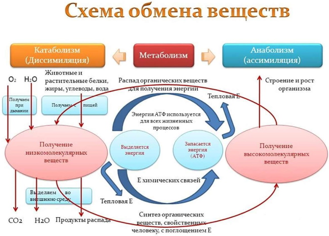 Анаболизм это что в биологии, этапы, примеры, таблица