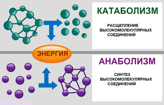 Анаболизм это что в биологии, этапы, примеры, таблица