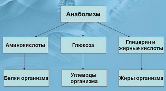 Анаболизм это что в биологии, этапы, примеры, таблица