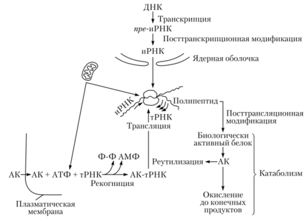 Анаболизм это что в биологии, этапы, примеры, таблица