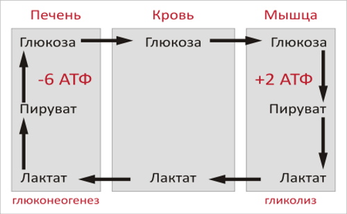 Анаболизм это что в биологии, этапы, примеры, таблица