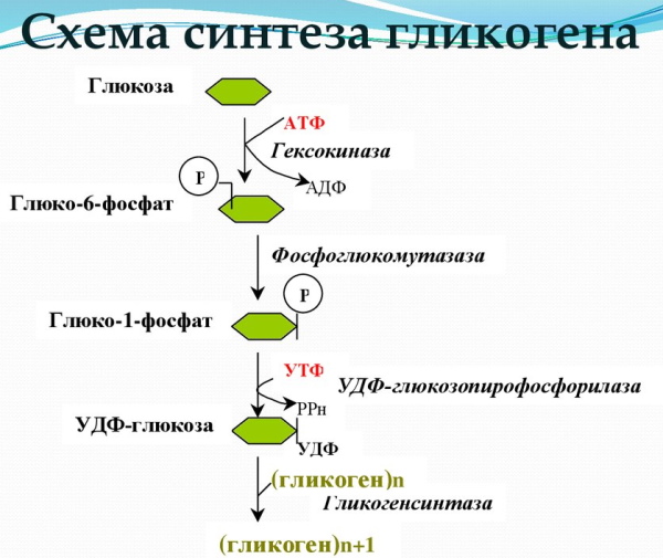 Анаболизм это что в биологии, этапы, примеры, таблица