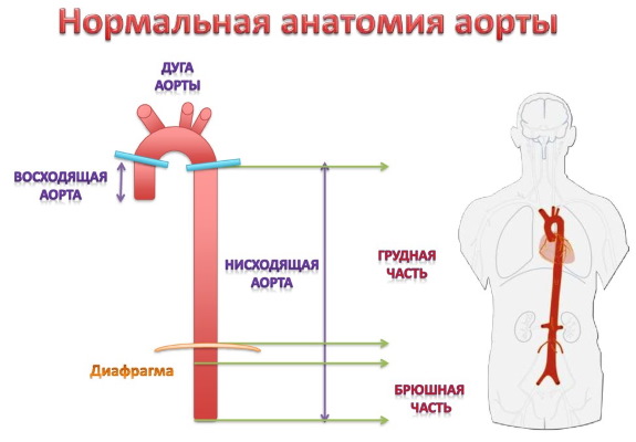 Аорта у человека. Где находится, начинается, отходит, анатомия