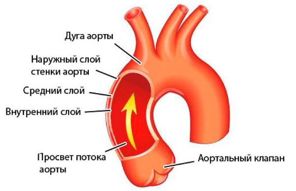 Аорта у человека. Где находится, начинается, отходит, анатомия