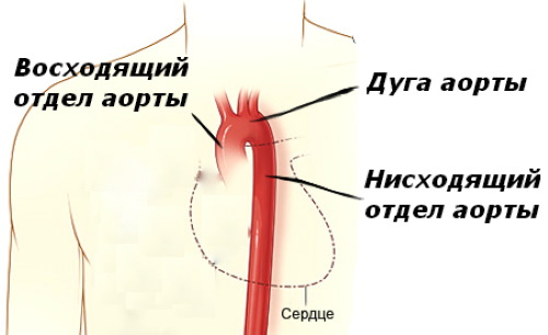 Аорта у человека. Где находится, начинается, отходит, анатомия