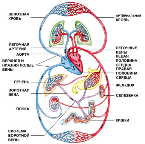 Аорта у человека. Где находится, начинается, отходит, анатомия