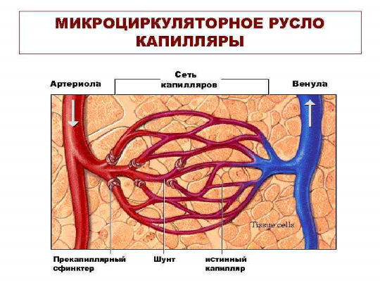 Аорта у человека. Где находится, начинается, отходит, анатомия