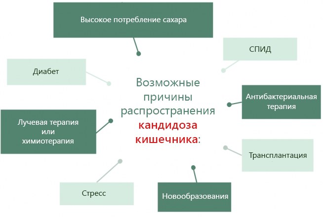 Кандида альбиканс (Candida albicans). Что это такое, норма, лечение
