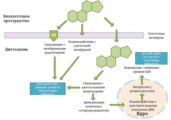 ДексаТобропт глазные капли. Инструкция по применению, цена, отзывы