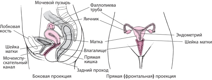 Как устроен женский организм. Анатомия, фото