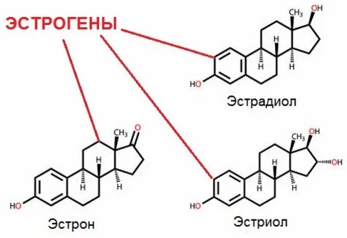 Как устроен женский организм. Анатомия, фото