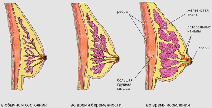 Как устроен женский организм. Анатомия, фото