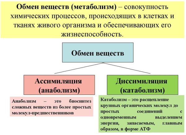 Катаболизм это что в биологии, этапы, примеры, таблица