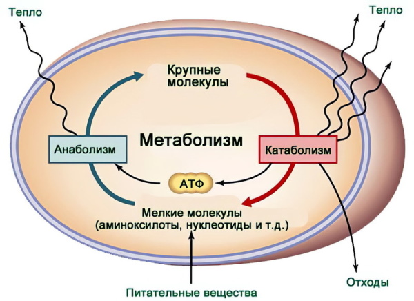 Катаболизм это что в биологии, этапы, примеры, таблица