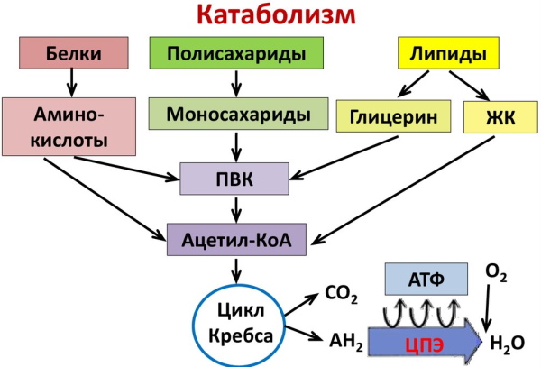 Катаболизм это что в биологии, этапы, примеры, таблица