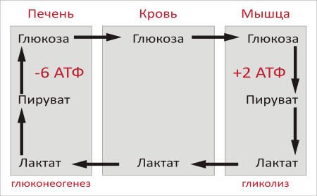 Катаболизм это что в биологии, этапы, примеры, таблица