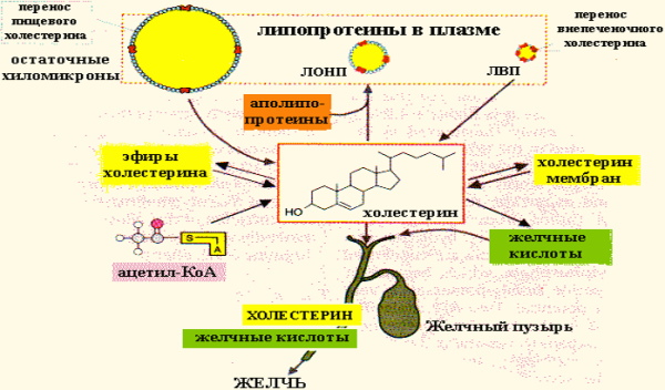 Катаболизм это что в биологии, этапы, примеры, таблица