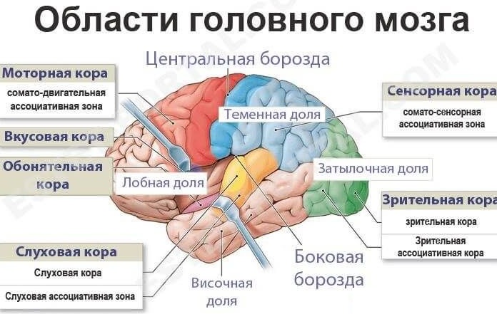 Кора больших полушарий головного мозга гистология рисунок