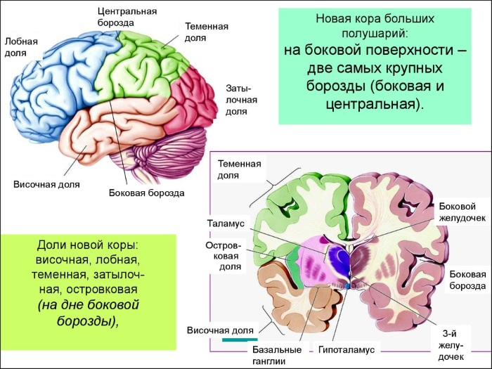 Кора больших полушарий головного мозга гистология рисунок