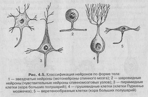 Кора больших полушарий. Гистология головного мозга, функции, строение