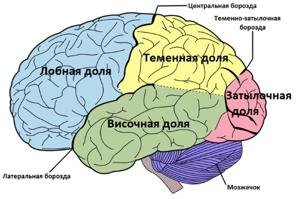 Кора больших полушарий. Гистология головного мозга, функции, строение