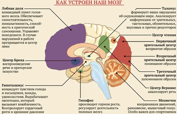Кора больших полушарий головного мозга гистология рисунок