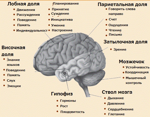 Шкала больших моторных функций