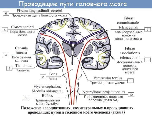 Кора больших полушарий головного мозга гистология рисунок