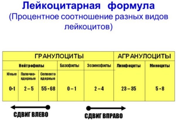 Лейкоформула крови (лейкограмма, лейкоцитарная формула). Расшифровка у взрослых, норма