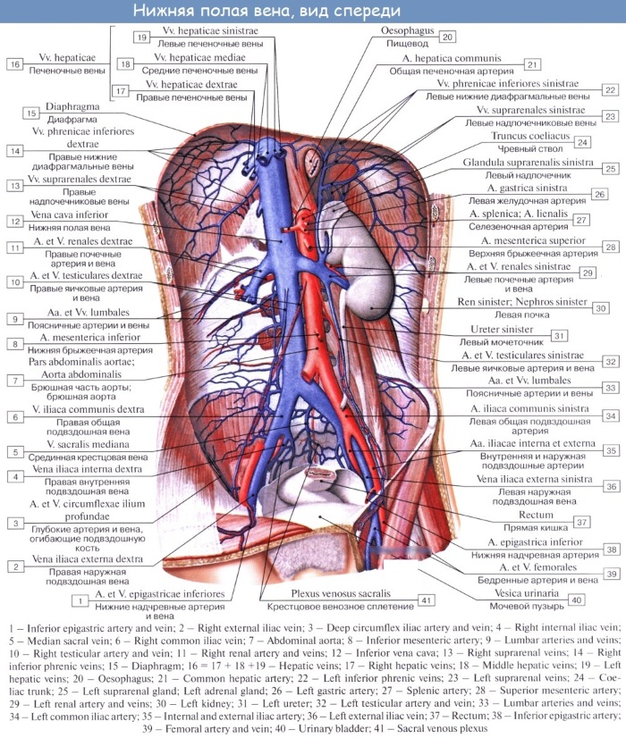Нижняя полая вена. Анатомия, где находится, функции, заболевания