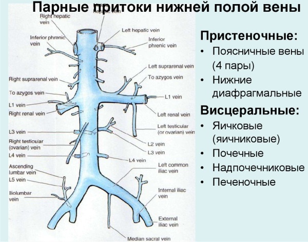 Нижняя полая вена. Анатомия, где находится, функции, заболевания