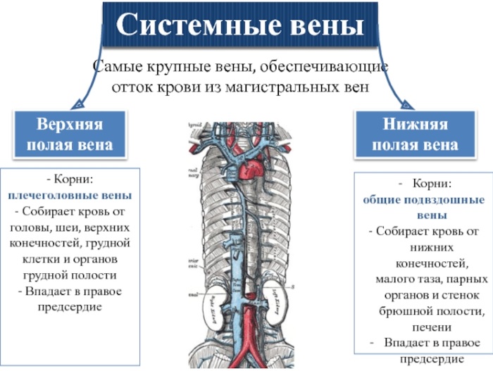 Нижняя полая вена. Анатомия, где находится, функции, заболевания