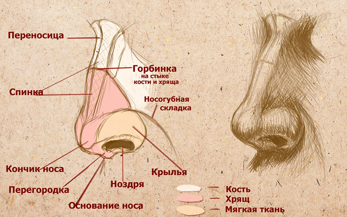 Переносица носа. Где находится, анатомия, почему чешется, болит