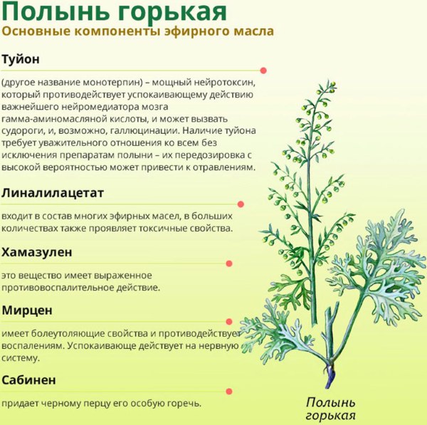 Полынь лечебная (Полыни горькой трава). Где купить, польза, рецепты в народной медицине