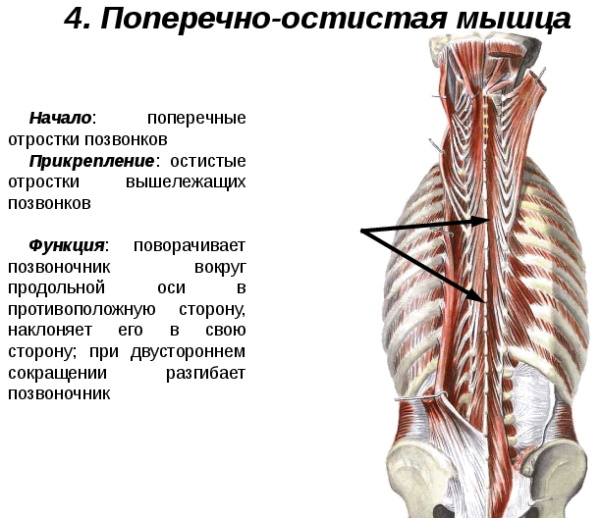 Поперечно-остистая мышца спины. Анатомия, функции, иннервация, массаж