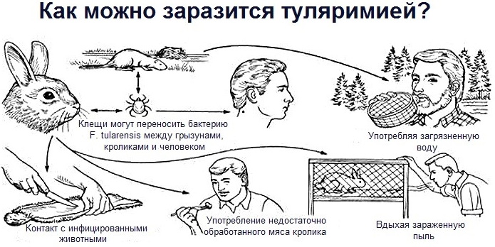 Природно-очаговые заболевания. Что это такое, примеры, список, причины