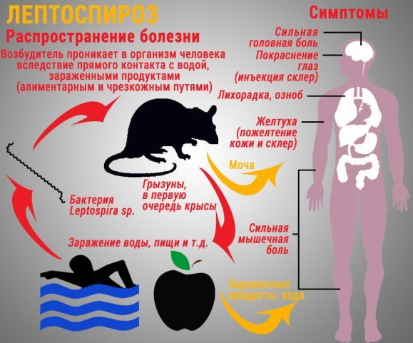 Заболевание мерс это