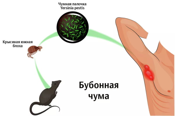 Природно-очаговые заболевания. Что это такое, примеры, список, причины