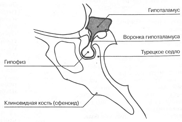 Турецкое седло в голове. Что это такое, за что отвечает, где находится, как лечить