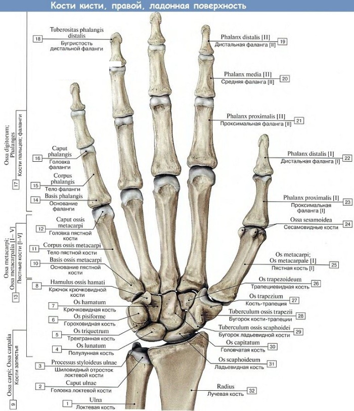 Где запястье на руке фото