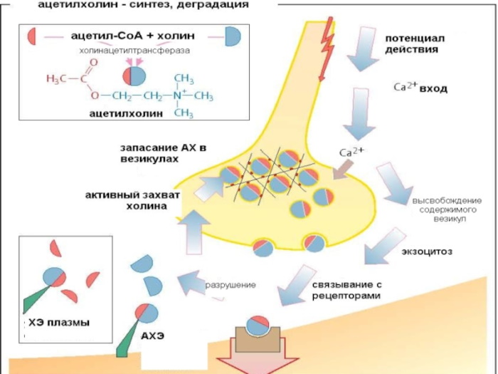 На фоне прозерина действие ацетилхолина