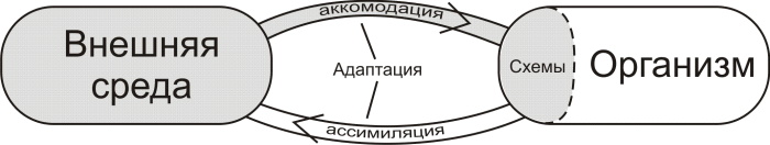 Ассимиляция в психологии. Что это, определение по Пиаже, примеры