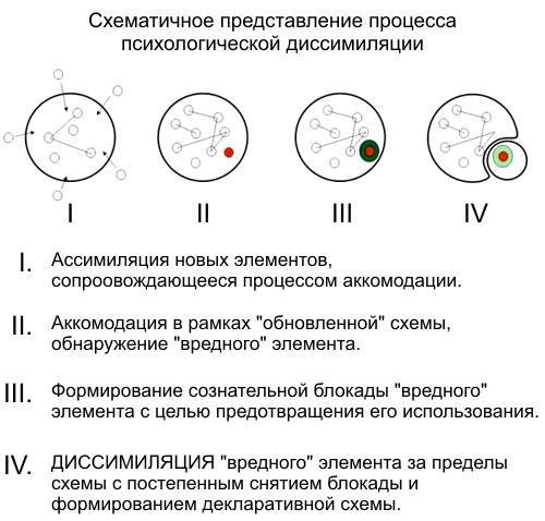 Ассимиляция в психологии. Что это, определение по Пиаже, примеры