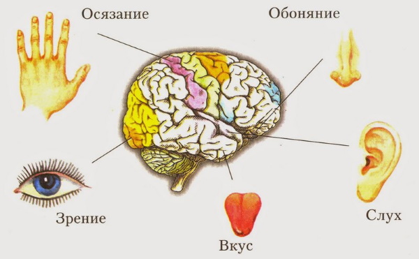 Чувства в психологии. Что это, определение высших, интеллектуальных, моральных