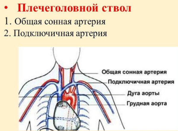 Дуплексное сканирование брахиоцефальных артерий. Что это, показания, цена